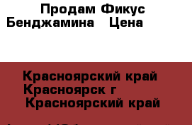 Продам Фикус Бенджамина › Цена ­ 1 550 - Красноярский край, Красноярск г.  »    . Красноярский край